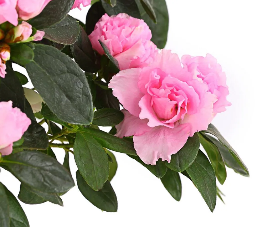 Dehner Azaleen > Zimmerazalee - Rhododendron simsii, Busch, verschiedene Farben