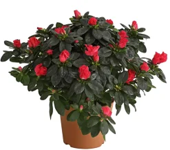 Dehner Azaleen > Zimmerazalee - Rhododendron simsii, Busch, verschiedene Farben