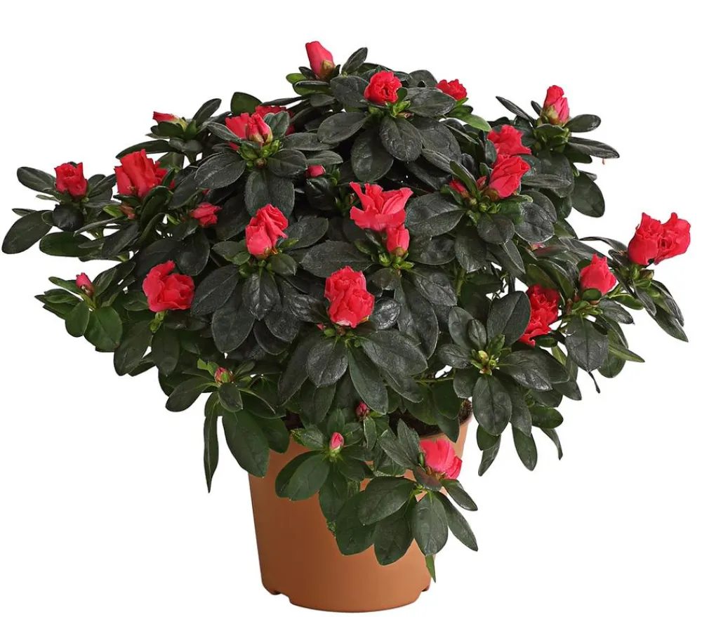 Dehner Azaleen > Zimmerazalee - Rhododendron simsii, Busch, verschiedene Farben