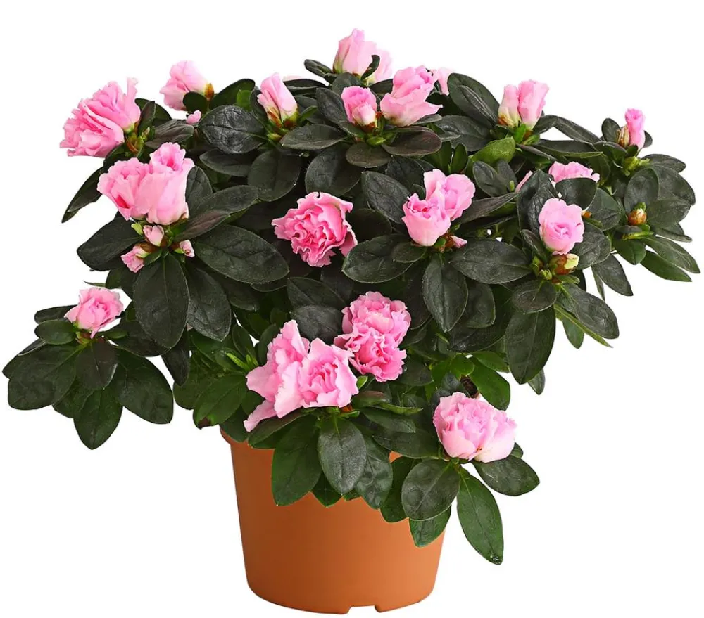 Dehner Azaleen > Zimmerazalee - Rhododendron simsii, Busch, verschiedene Farben