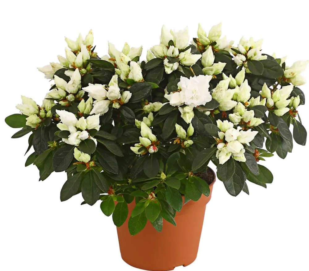 Dehner Azaleen > Zimmerazalee - Rhododendron simsii, Busch, verschiedene Farben