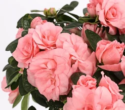 Dehner Azaleen > Zimmerazalee - Rhododendron simsii 'Rosalea'
