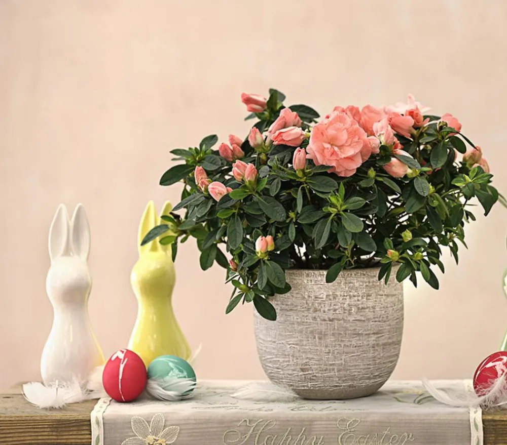 Dehner Azaleen > Zimmerazalee - Rhododendron simsii 'Rosalea'