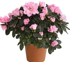 Dehner Zimmerazalee - Rhododendron simsii Rosa Best