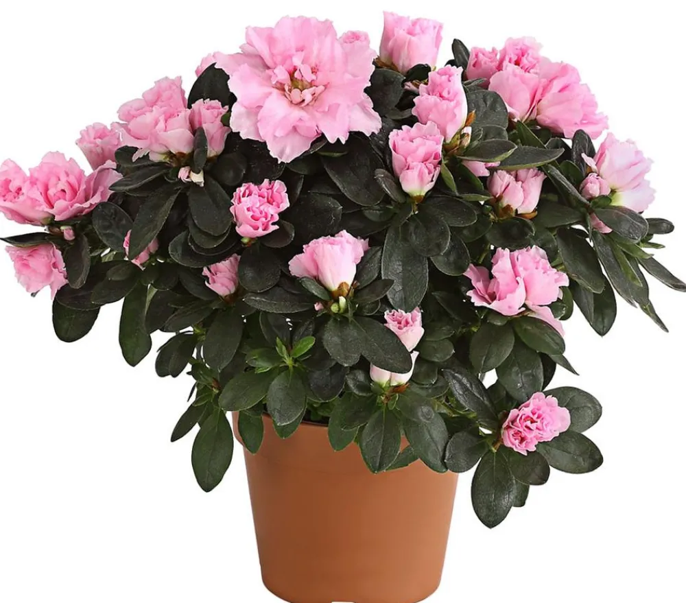 Dehner Zimmerazalee - Rhododendron simsii Rosa Best