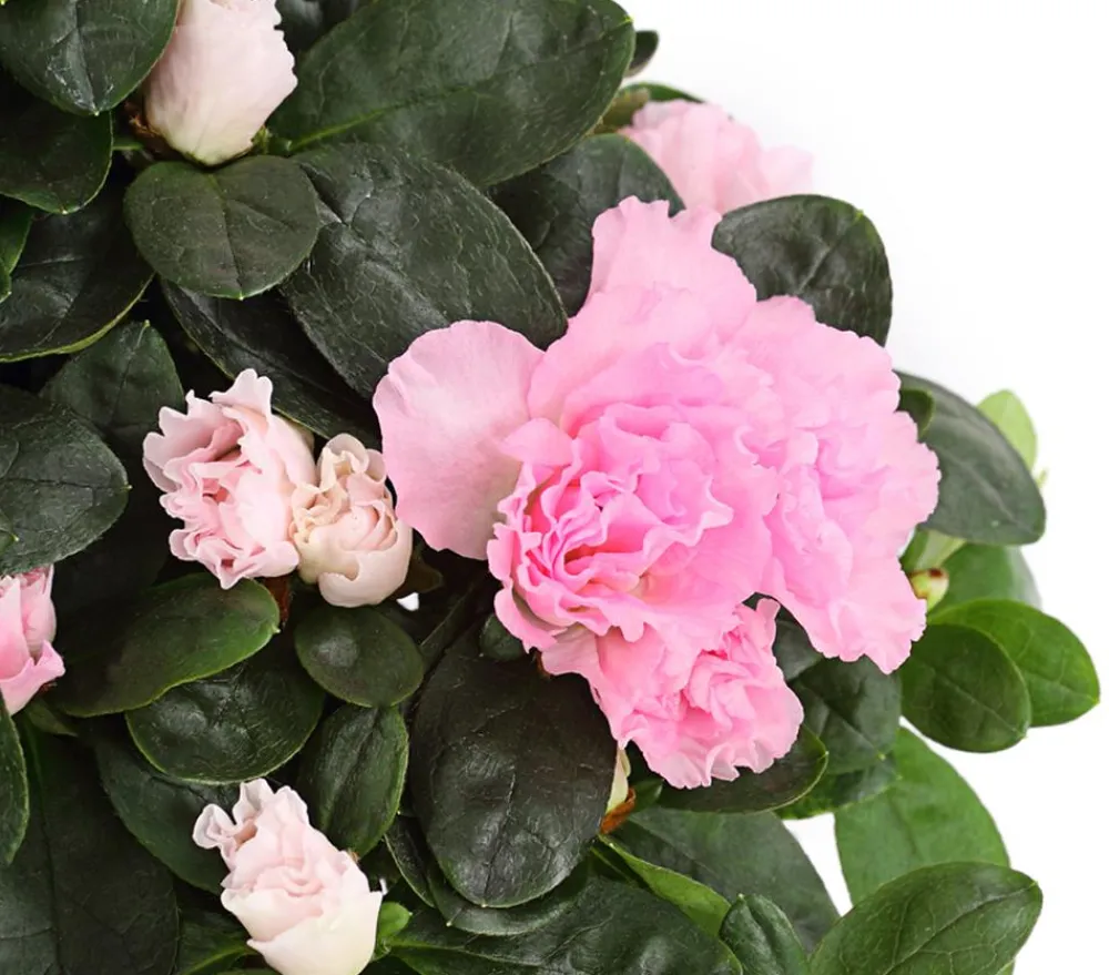Dehner Zimmerazalee - Rhododendron simsii Rosa Best