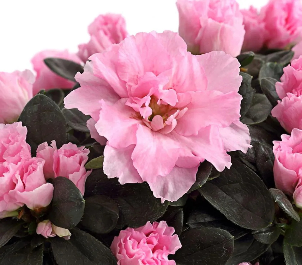 Dehner Zimmerazalee - Rhododendron simsii Rosa Best