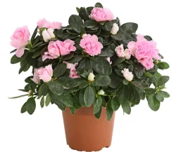 Dehner Zimmerazalee - Rhododendron simsii Rosa Best