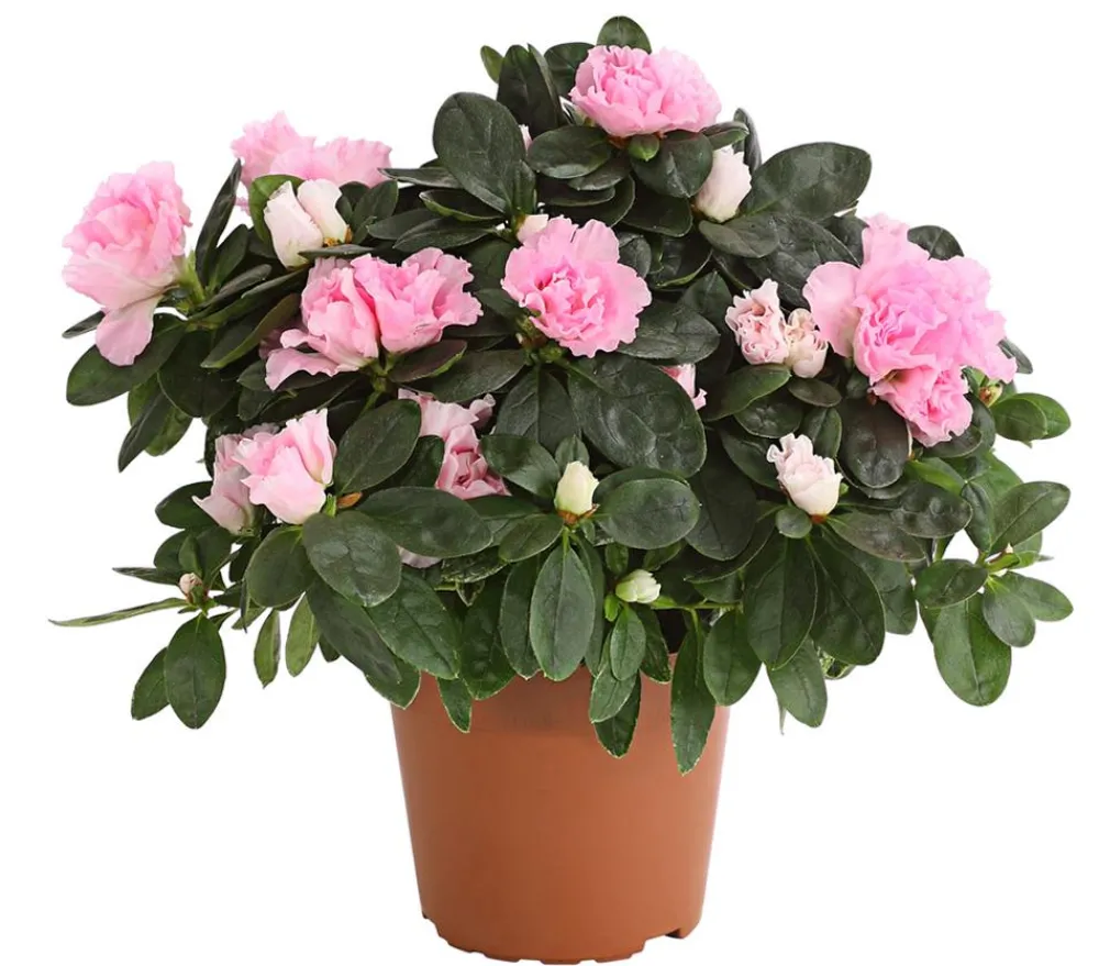Dehner Zimmerazalee - Rhododendron simsii Rosa Best