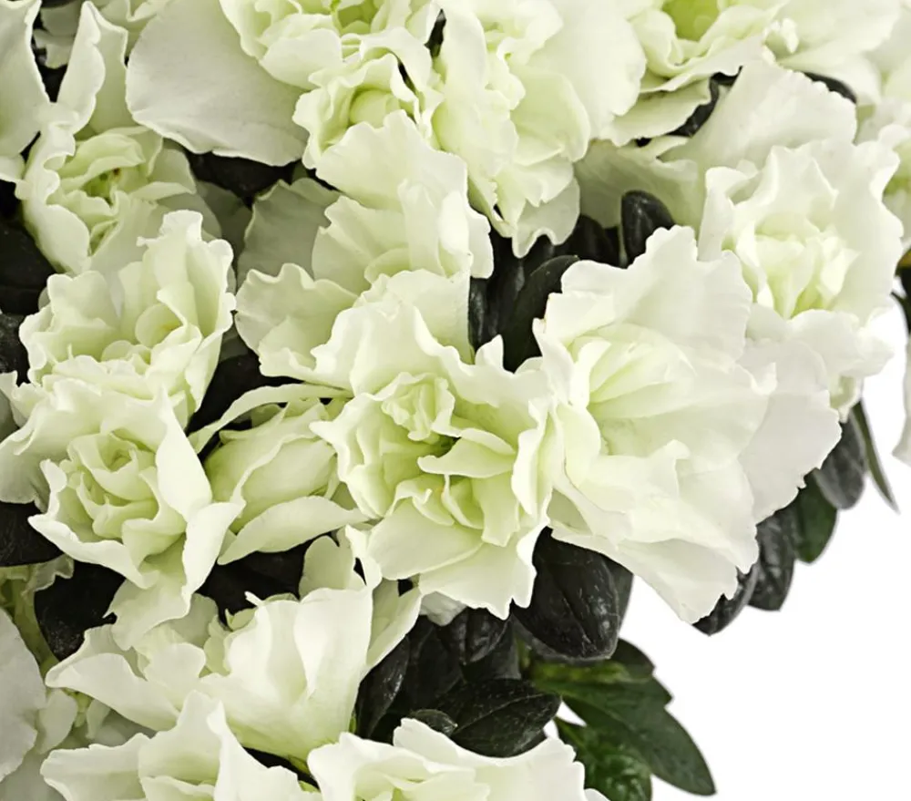 Dehner Zimmerazalee - Rhododendron simsii 'Christine Belli' Sale