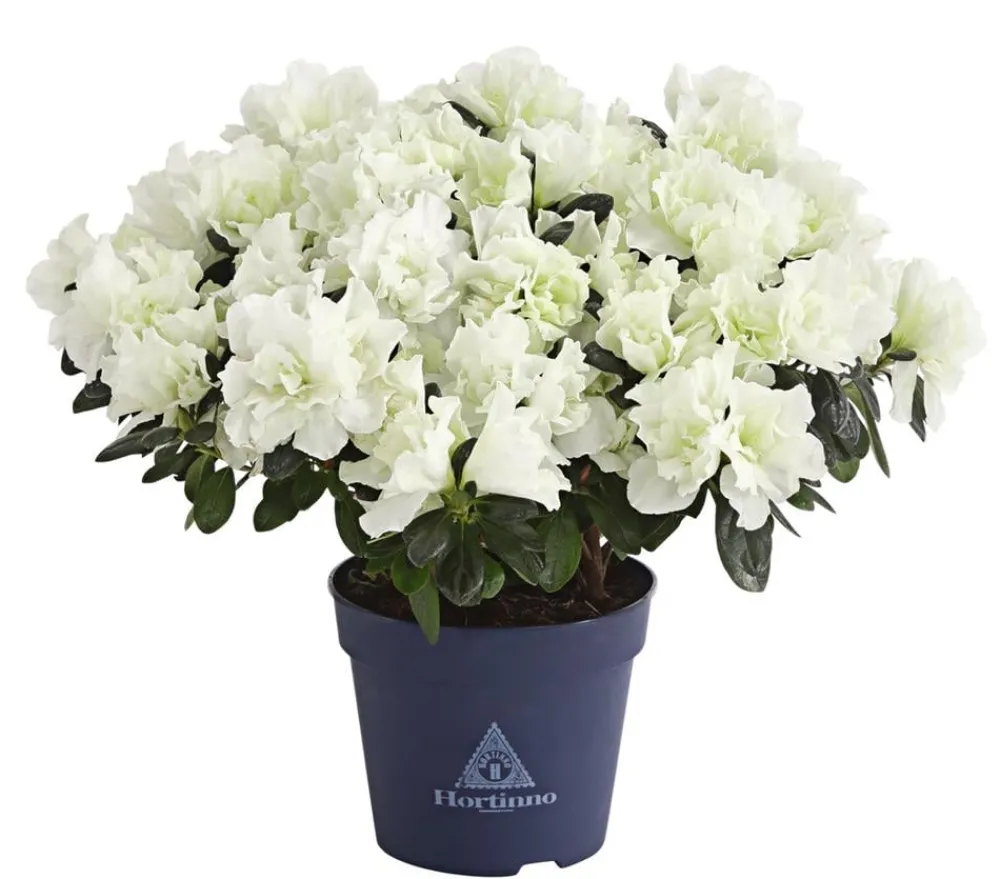 Dehner Zimmerazalee - Rhododendron simsii 'Christine Belli' Sale