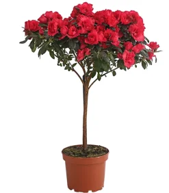 Dehner Zimmerazalee - Rhododendron simsii, Stämmchen, verschiedene Farben Best