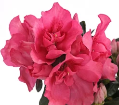 Dehner Zimmerazalee - Rhododendron simsii, Stämmchen, verschiedene Farben Best