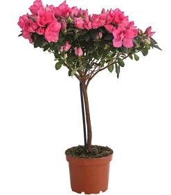 Dehner Zimmerazalee - Rhododendron simsii, Stämmchen, verschiedene Farben Best