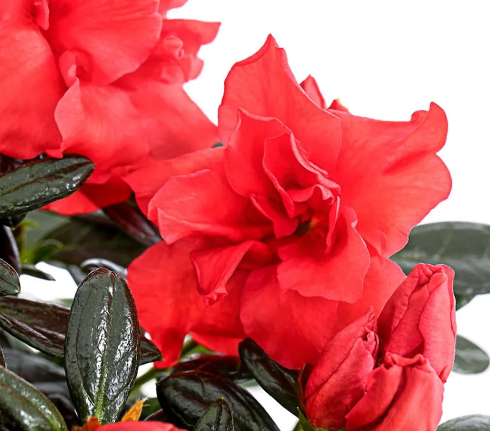 Dehner Zimmerazalee - Rhododendron simsii 'Sienna®' Hellrot Online