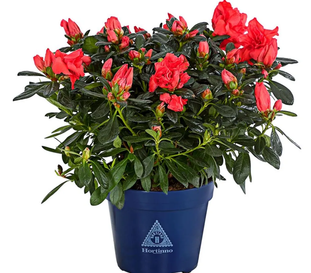 Dehner Zimmerazalee - Rhododendron simsii 'Sienna®' Hellrot Online