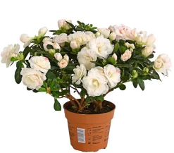 Dehner Zimmerazalee - Rhododendron simsii 'Rosalea' Weiß