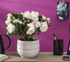 Dehner Zimmerazalee - Rhododendron simsii 'Rosalea' Weiß