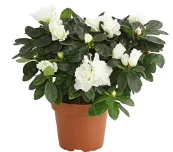 Dehner Azaleen - Zimmerazalee - Rhododendron simsii Weiß