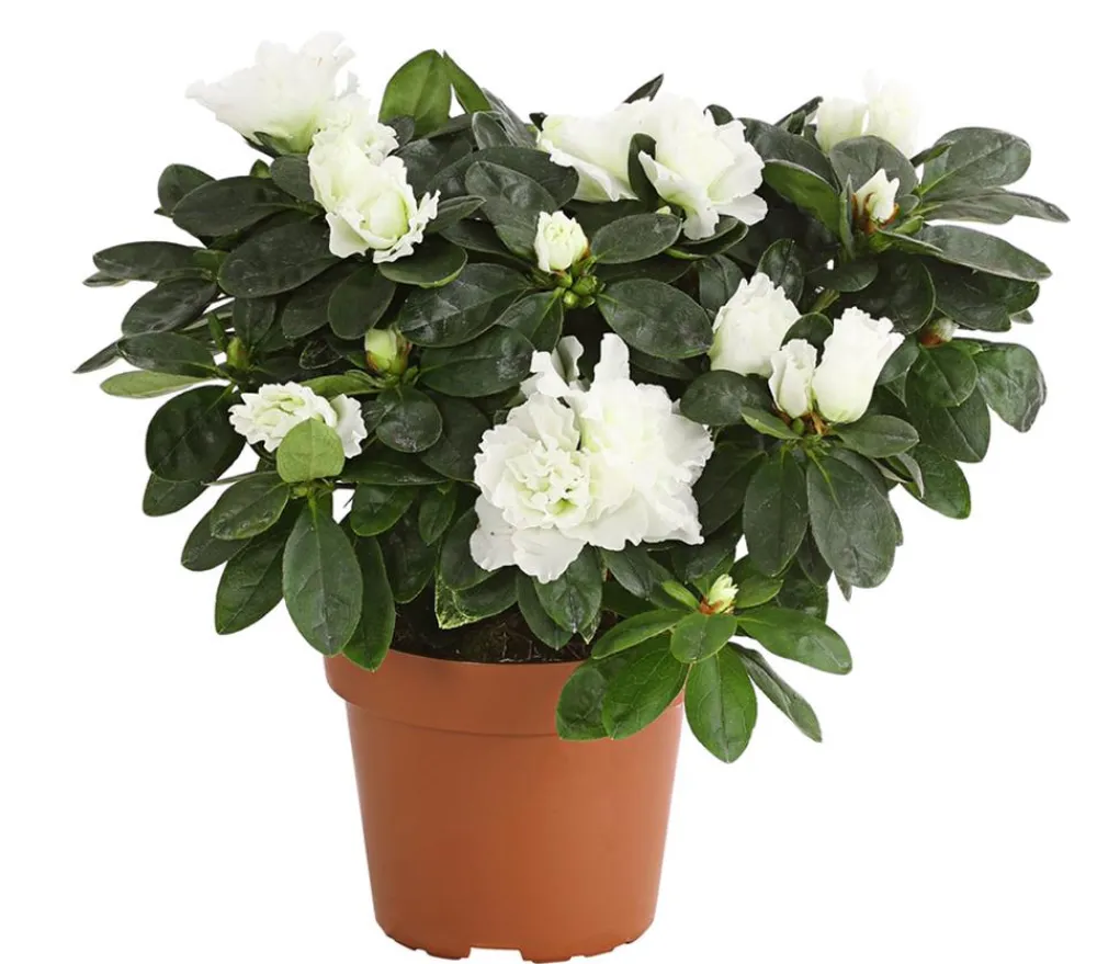 Dehner Azaleen - Zimmerazalee - Rhododendron simsii Weiß
