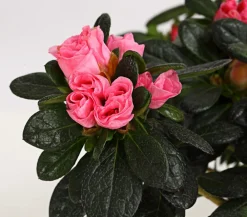 Dehner Azaleen - Zimmerazalee - Rhododendron simsii 'Scherrer' Rosa