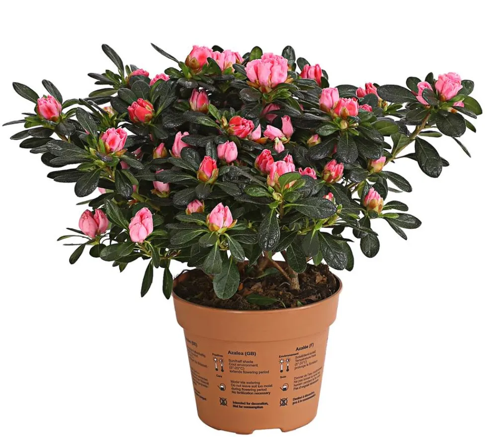 Dehner Azaleen - Zimmerazalee - Rhododendron simsii 'Scherrer' Rosa