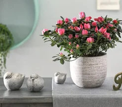 Dehner Azaleen - Zimmerazalee - Rhododendron simsii 'Scherrer' Rosa