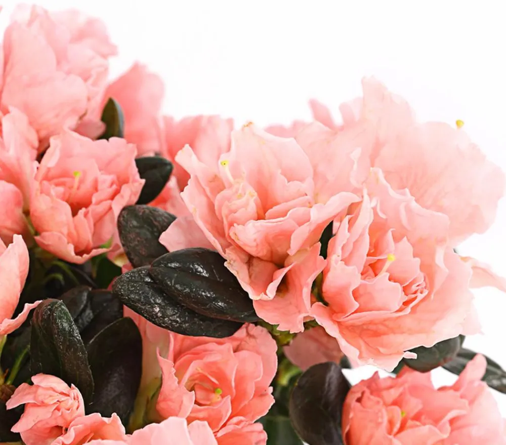 Dehner Azaleen - Zimmerazalee - Rhododendron simsii 'Christine®' Zartrosa