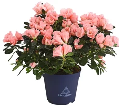 Dehner Azaleen - Zimmerazalee - Rhododendron simsii 'Christine®' Zartrosa