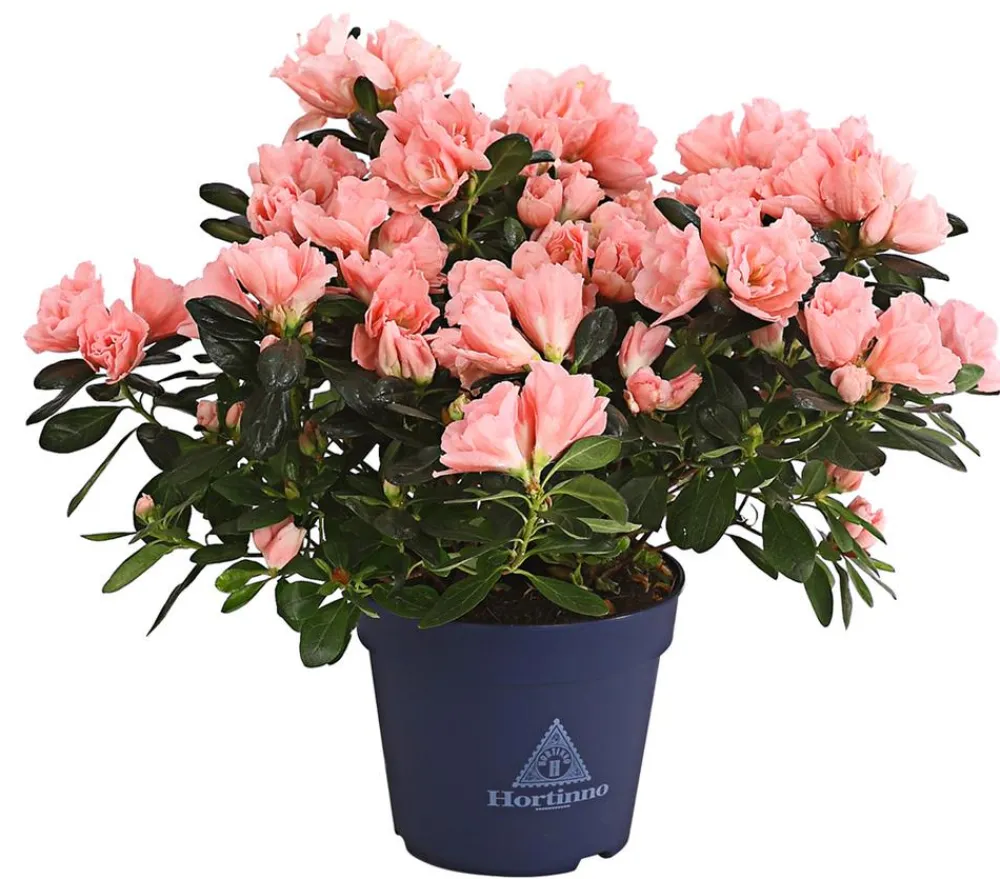 Dehner Azaleen - Zimmerazalee - Rhododendron simsii 'Christine®' Zartrosa