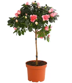 Dehner Azaleen - Zimmerazalee - Rhododendron simsii, Stämmchen, verschiedene Farben