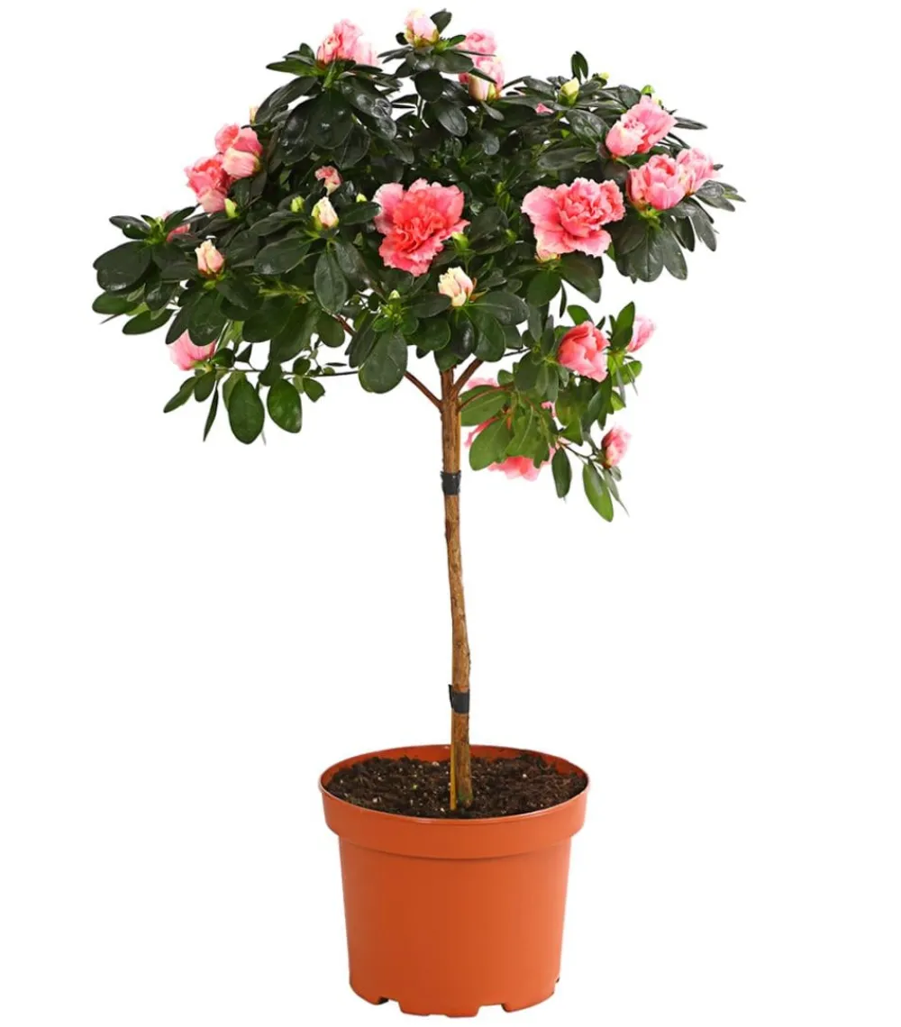 Dehner Azaleen - Zimmerazalee - Rhododendron simsii, Stämmchen, verschiedene Farben