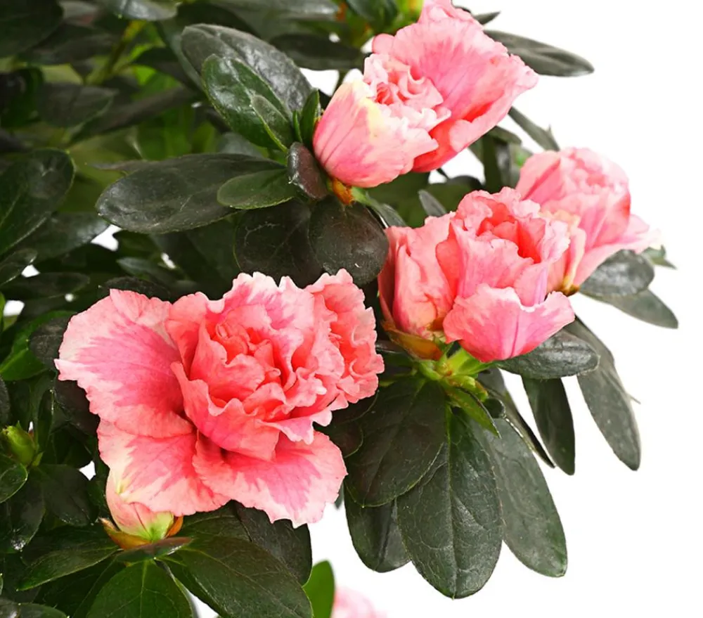 Dehner Azaleen - Zimmerazalee - Rhododendron simsii, Stämmchen, verschiedene Farben