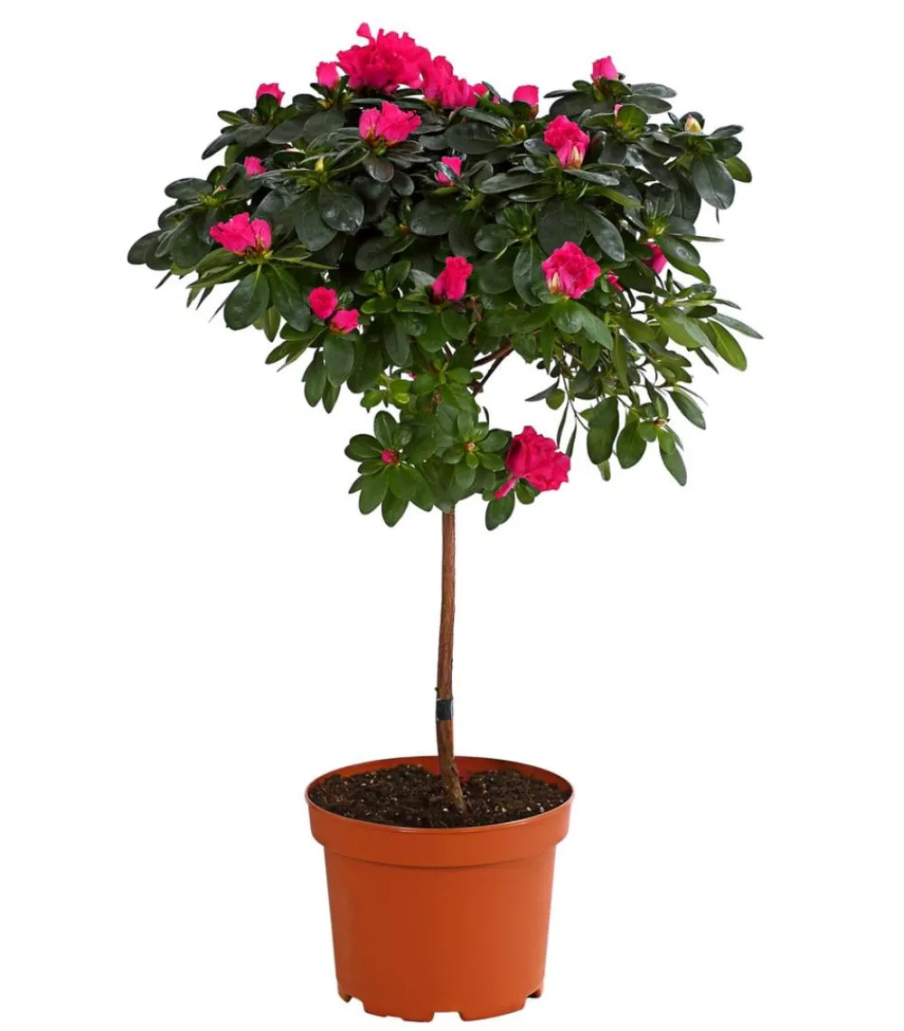 Dehner Azaleen - Zimmerazalee - Rhododendron simsii, Stämmchen, verschiedene Farben