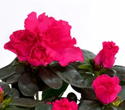 Dehner Azaleen - Zimmerazalee - Rhododendron simsii, Stämmchen, verschiedene Farben