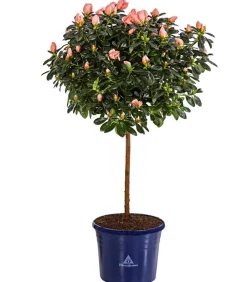 Dehner Azaleen - Zimmerazalee - Rhododendron simsii 'Christine®', Stämmchen, Rosa