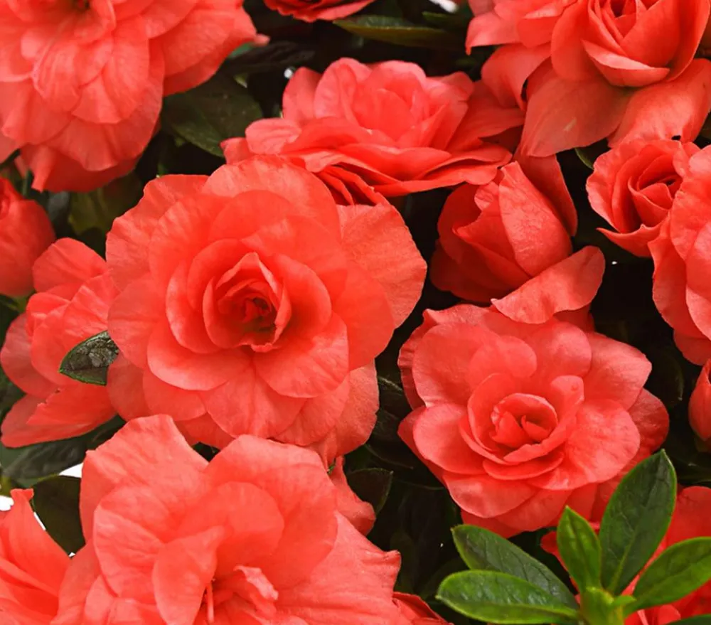 Dehner Azaleen - Zimmerazalee - Rhododendron simsii 'Rosalea' Apricot