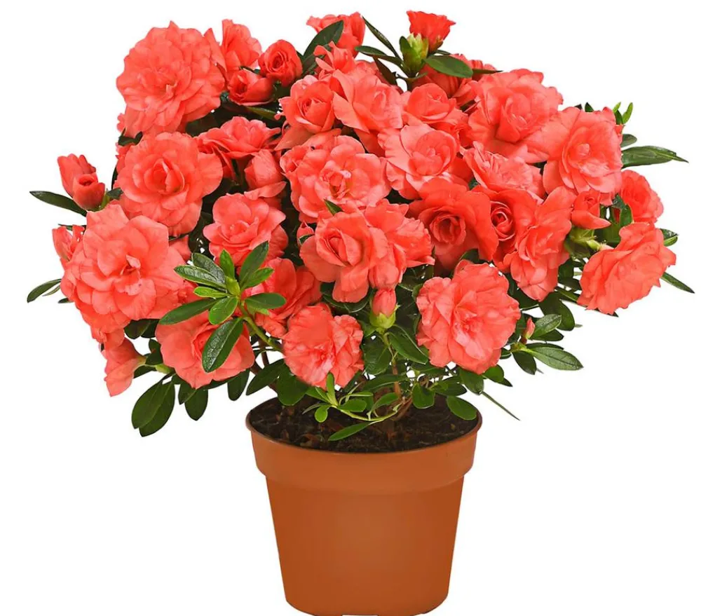 Dehner Azaleen - Zimmerazalee - Rhododendron simsii 'Rosalea' Apricot