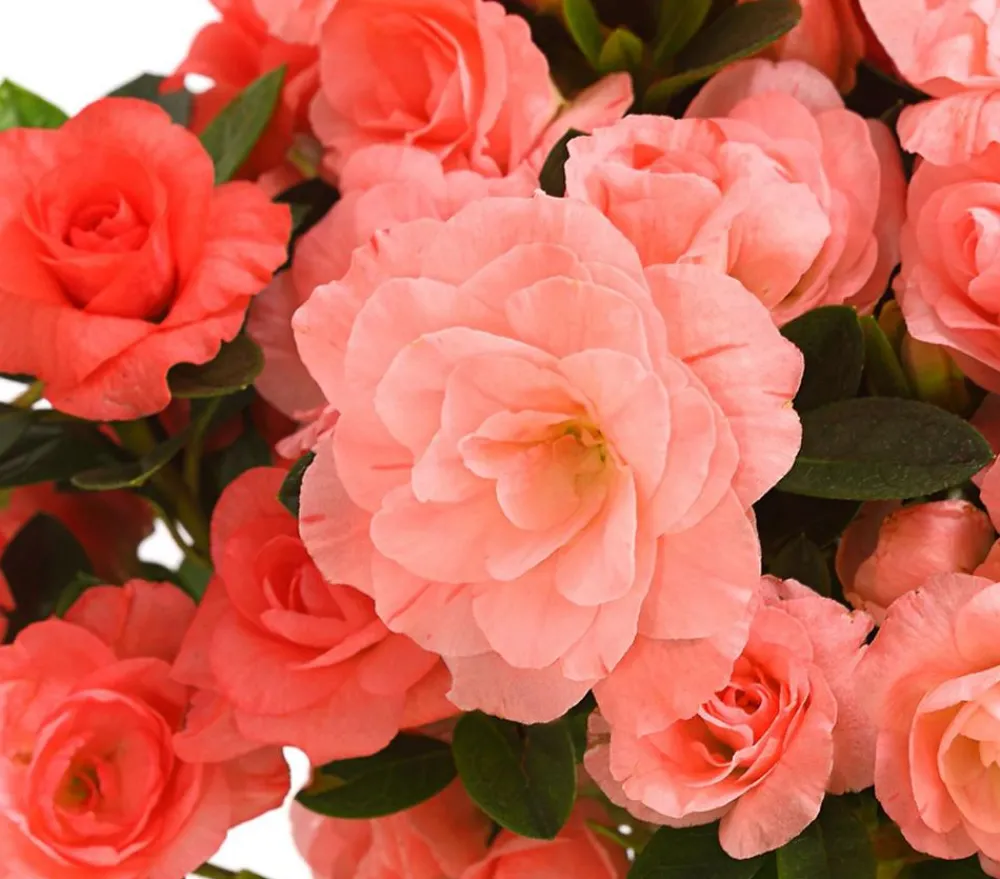 Dehner Azaleen - Zimmerazalee - Rhododendron simsii 'Rosalea' Apricot