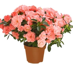 Dehner Azaleen - Zimmerazalee - Rhododendron simsii 'Rosalea' Apricot