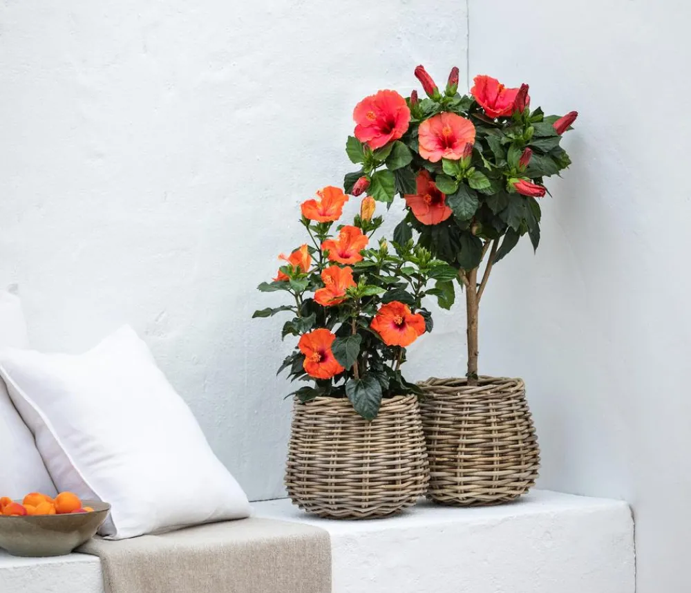 Dehner Terrassenpflanzen|Hibiskus & Oleander > Zimmerhibiskus - Hibiscus rosa-sinensis, Stämmchen, verschiedene Farben
