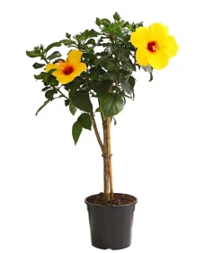Dehner Terrassenpflanzen|Hibiskus & Oleander > Zimmerhibiskus - Hibiscus rosa-sinensis, Stämmchen, verschiedene Farben