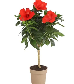 Dehner Terrassenpflanzen|Hibiskus & Oleander > Zimmerhibiskus - Hibiscus rosa-sinensis, Stämmchen, verschiedene Farben