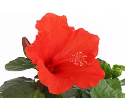 Dehner Terrassenpflanzen|Hibiskus & Oleander > Zimmerhibiskus - Hibiscus rosa-sinensis, Stämmchen, verschiedene Farben