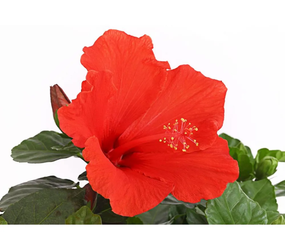 Dehner Terrassenpflanzen|Hibiskus & Oleander > Zimmerhibiskus - Hibiscus rosa-sinensis, Stämmchen, verschiedene Farben