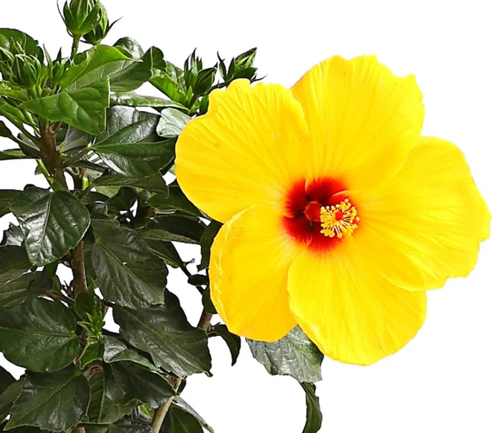 Dehner Terrassenpflanzen|Hibiskus & Oleander > Zimmerhibiskus - Hibiscus rosa-sinensis, Stämmchen, verschiedene Farben