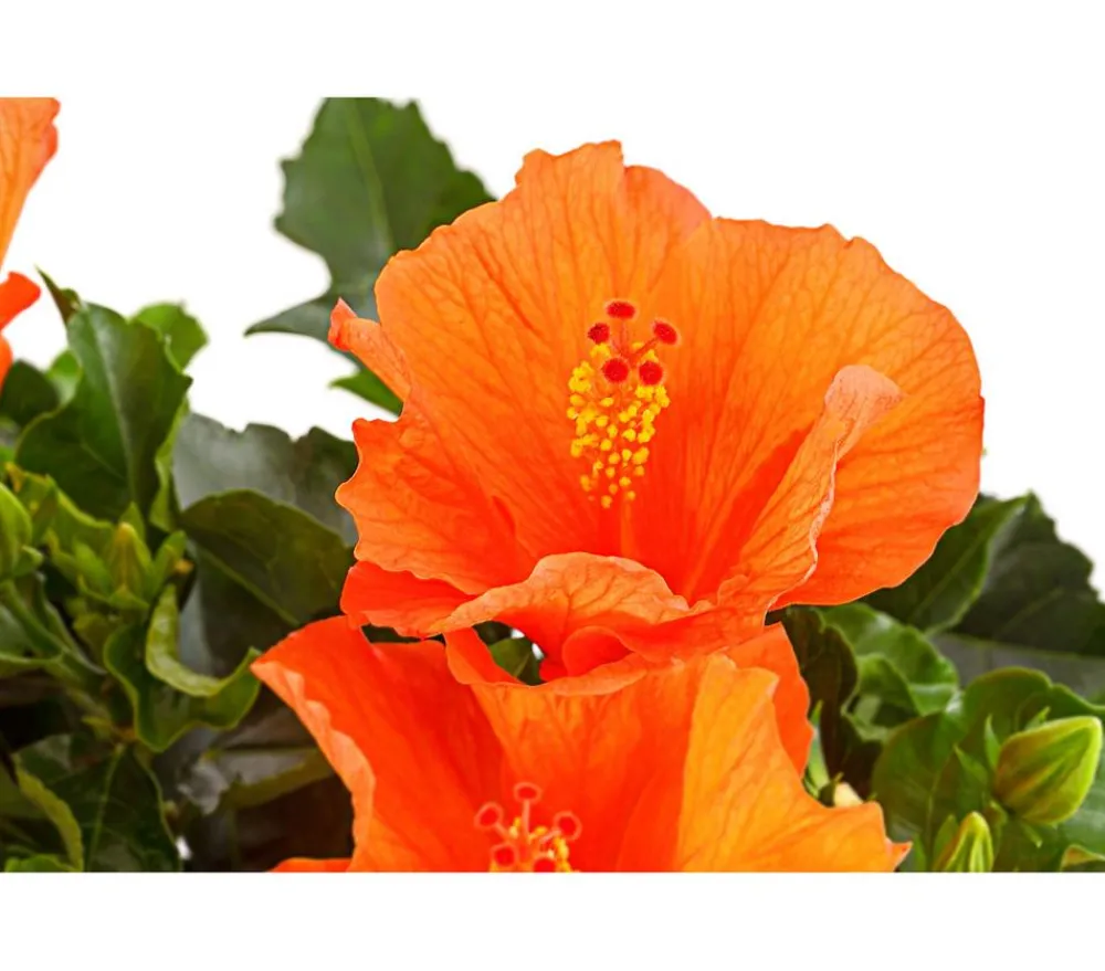 Dehner Terrassenpflanzen|Hibiskus & Oleander > Zimmerhibiskus - Hibiscus rosa-sinensis, Stämmchen, verschiedene Farben