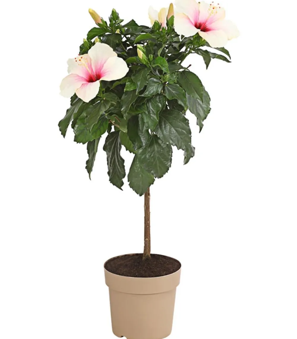 Dehner Terrassenpflanzen|Hibiskus & Oleander > Zimmerhibiskus - Hibiscus rosa-sinensis, Stämmchen, verschiedene Farben