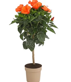 Dehner Terrassenpflanzen|Hibiskus & Oleander > Zimmerhibiskus - Hibiscus rosa-sinensis, Stämmchen, verschiedene Farben