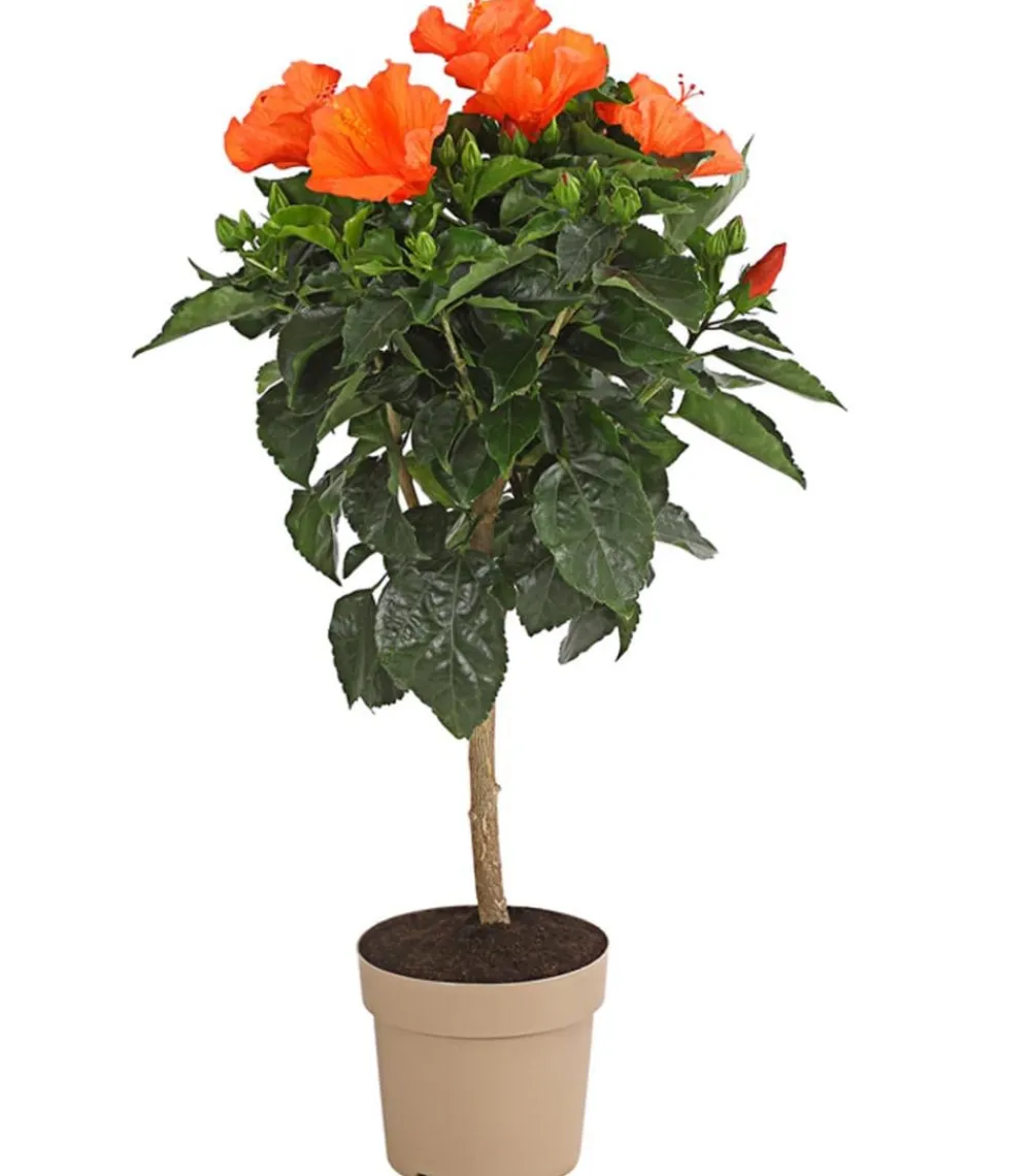 Dehner Terrassenpflanzen|Hibiskus & Oleander > Zimmerhibiskus - Hibiscus rosa-sinensis, Stämmchen, verschiedene Farben